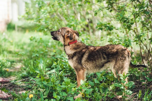 Dog sitting in the grass — Stock Photo, Image