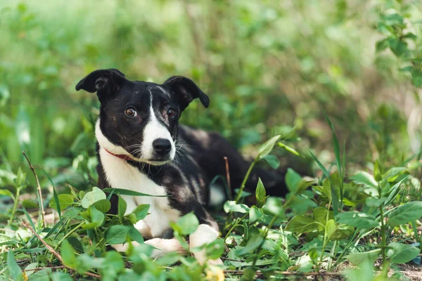 Schattige kleine hond op de straat — Stockfoto