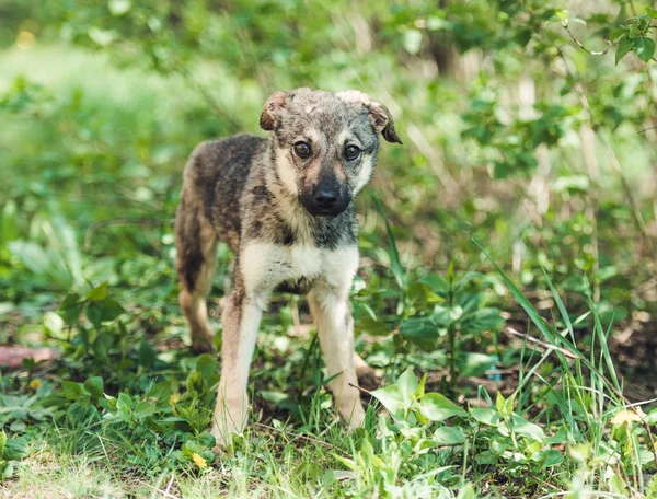Sokakta sevimli küçük köpek