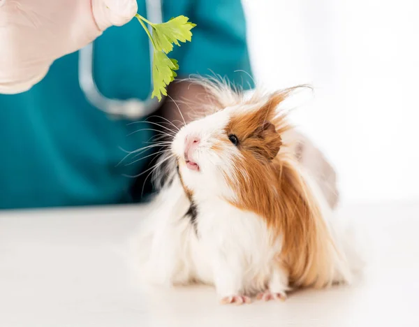 Feeding the guinea pig — Stock Photo, Image