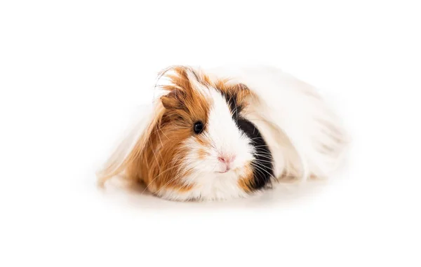 Guinea pig searching for food — Stock Photo, Image