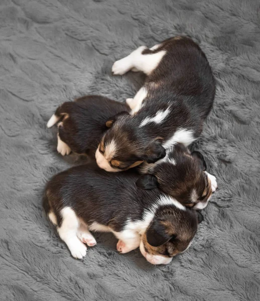 Drei niedliche Beagle-Welpen auf Teppich — Stockfoto