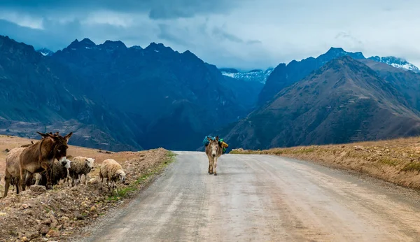 Animales en el camino de montaña, Bolivia — Foto de Stock