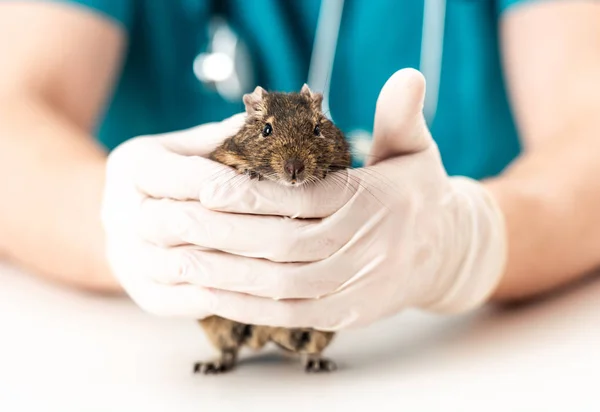 Degu veteriner elinde olması tutmak seviyor — Stok fotoğraf