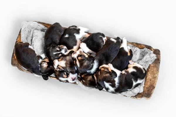 Seven cute beagle puppies in the old trough — Stock Photo, Image