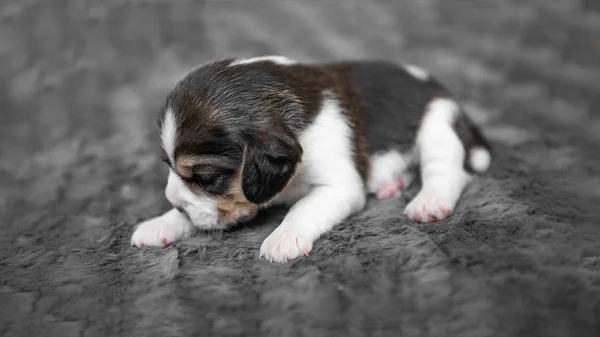 Bonito filhote de cachorro dormindo no véu — Fotografia de Stock