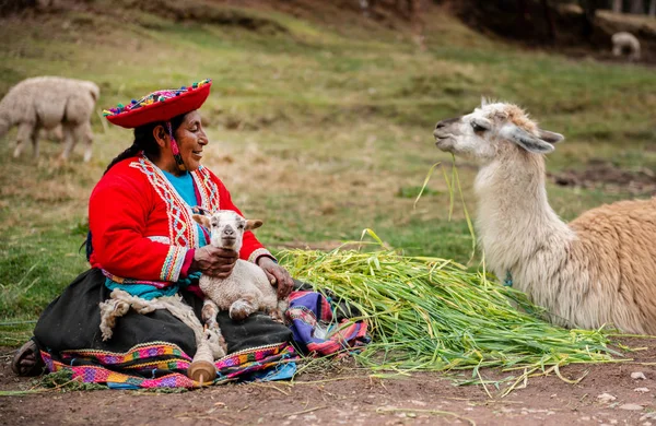 Peru village - 12 oktober 2018: kvinna i nationella kläder håller lamas — Stockfoto