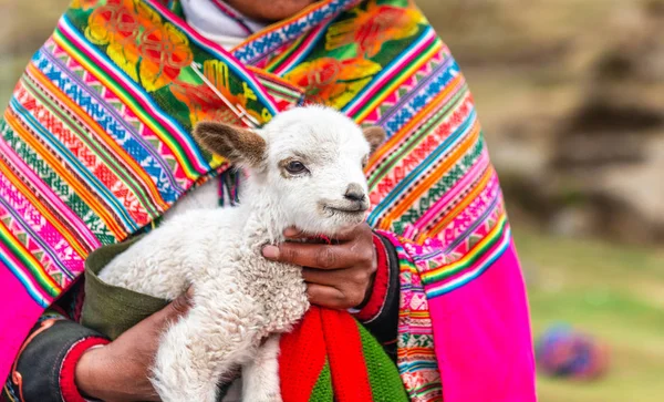 Mujeres peruanas con corderito de alpaca — Foto de Stock