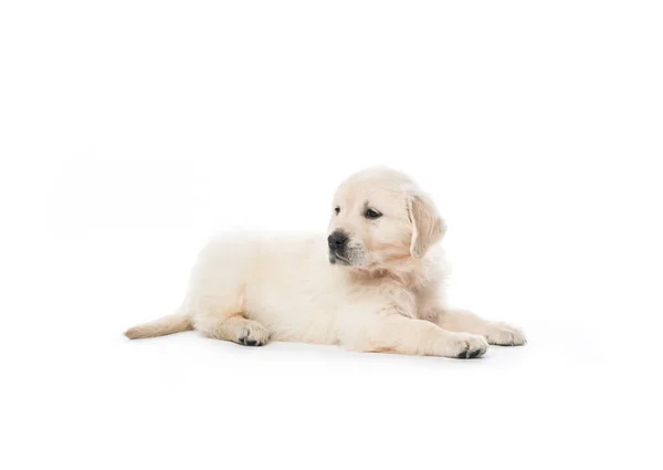 Golden retriever hvalp sidder isoleret - Stock-foto