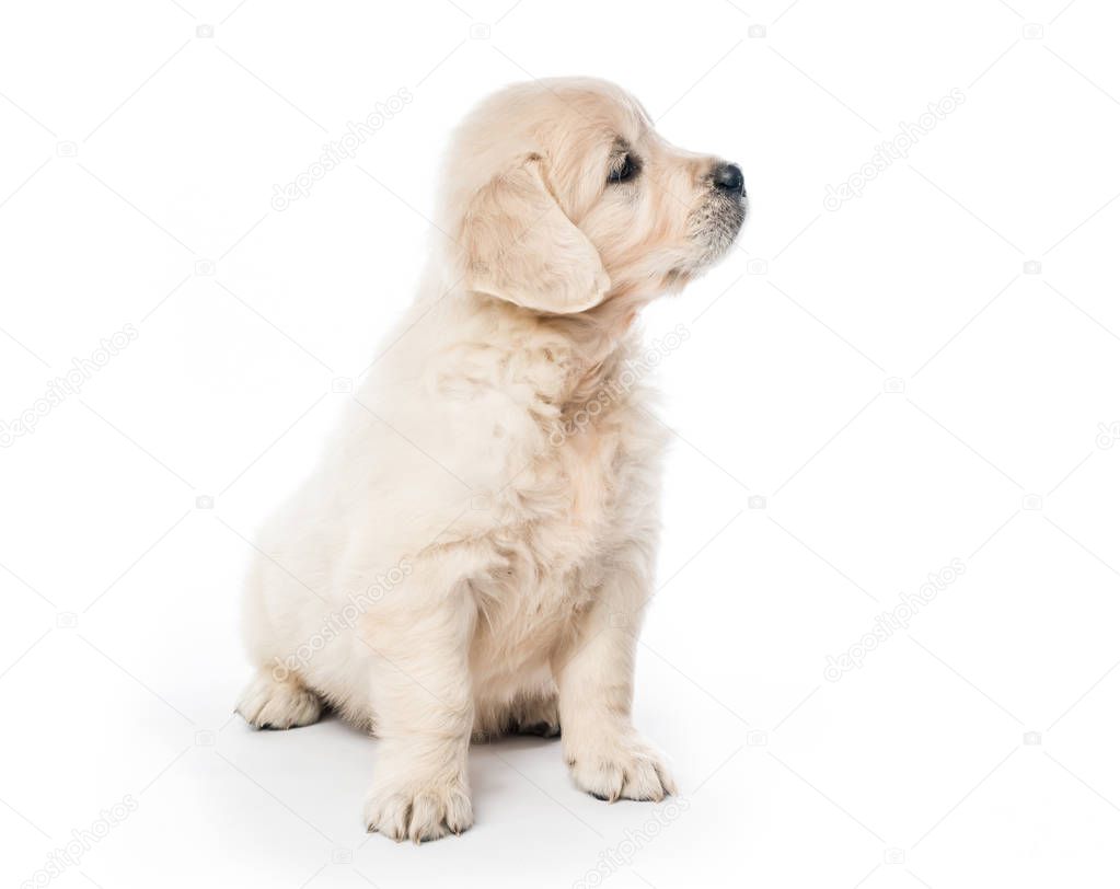 Golden retriever puppy sitting isolated
