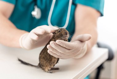 Degu, etkin Şili kemirgen