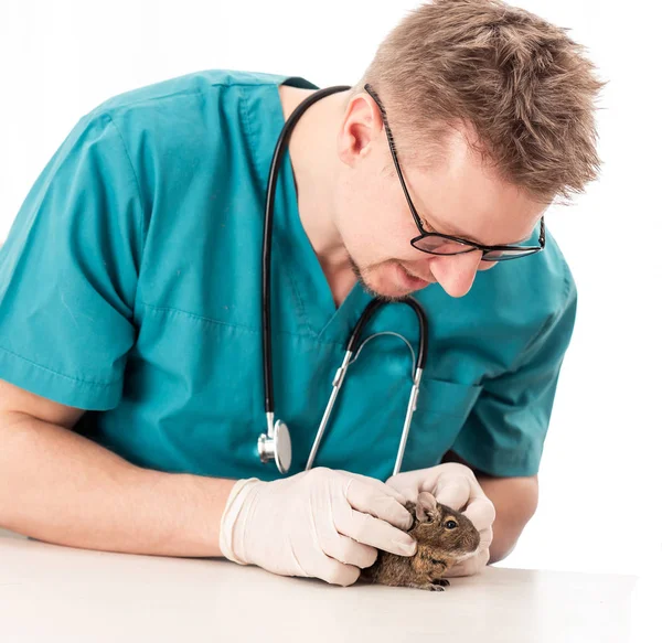 Médico veterinario examinando a su pequeño paciente — Foto de Stock