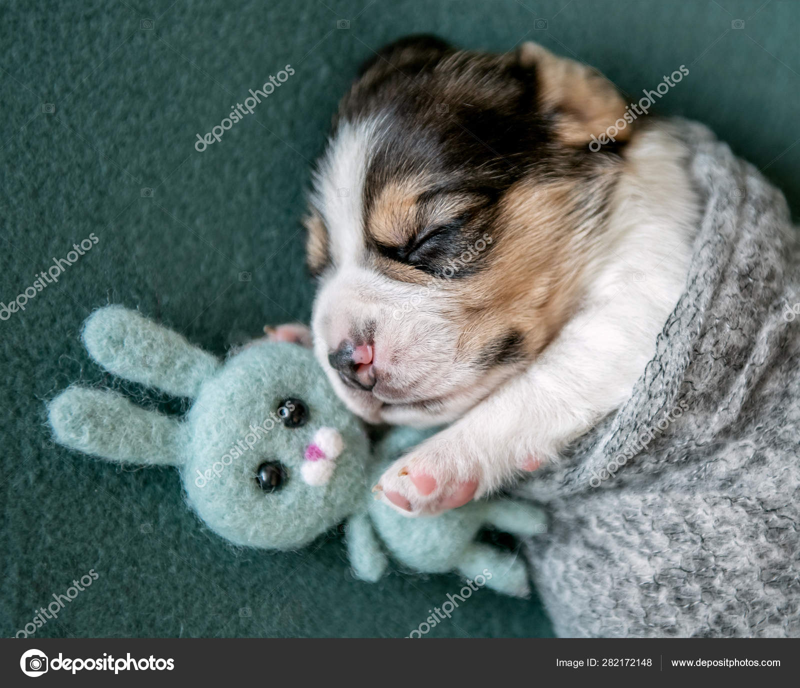 小さなかわいいビーグルの子犬 ストック写真 C Tan4ikk