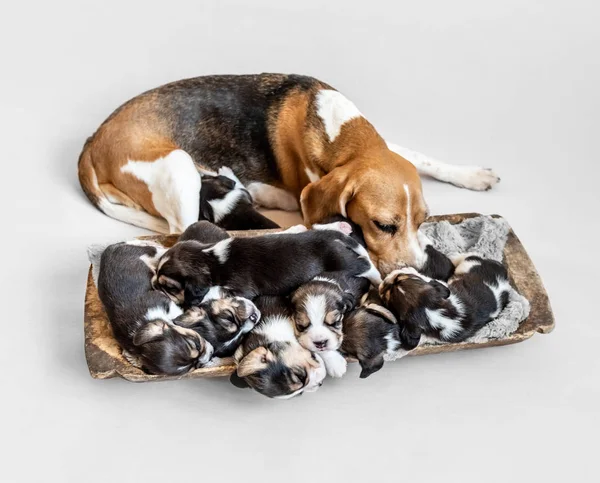 Mother beagle feeding puppies — Stock Photo, Image