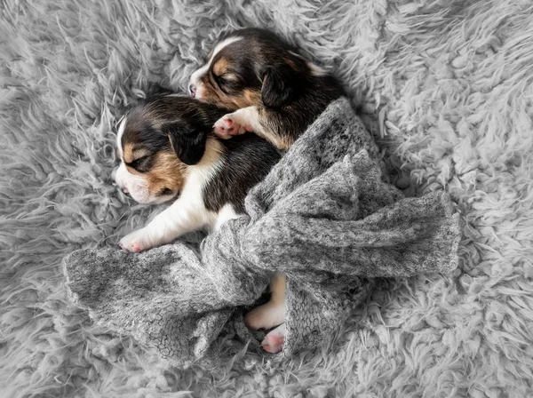 Two cute beagle puppies on carpet — Stock Photo, Image