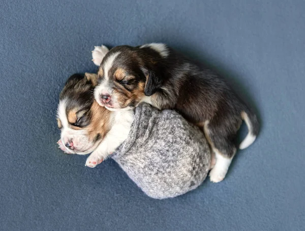 Dois filhotes de beagle bonitos no tapete — Fotografia de Stock