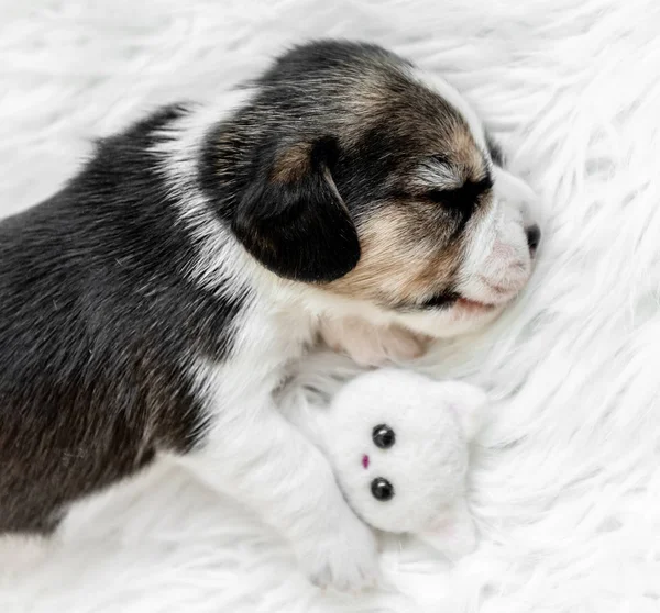 Sehr kleiner Beagle-Welpe schläft — Stockfoto