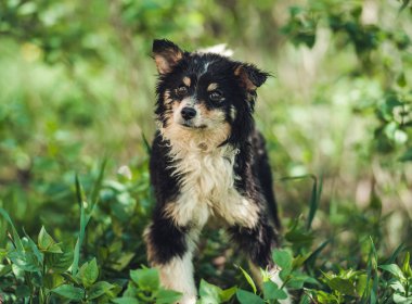 Küçük siyah melez köpek