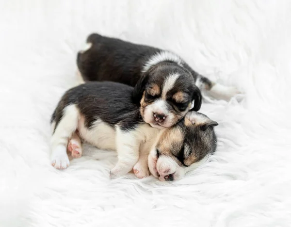 Little beagle valpar, sova — Stockfoto