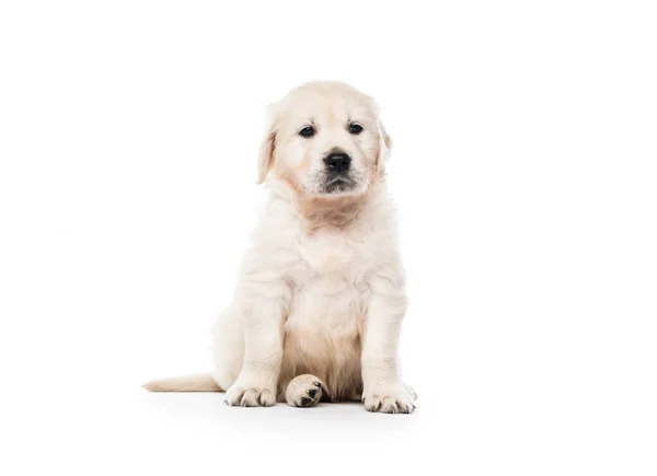 Golden retriever puppy sitting isolated — Stock Photo, Image