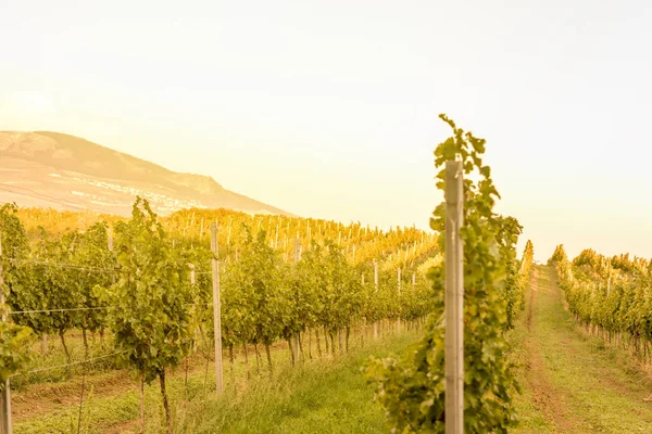 Виноградники Моравии — стоковое фото