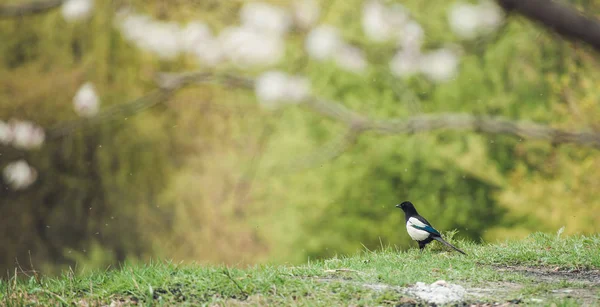 Magpie sits in a meadow — Stock Photo, Image