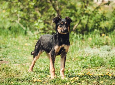 Köpek çimenlerde oturuyor.