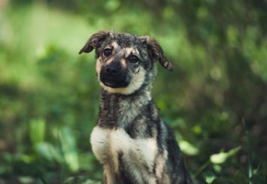 Kahverengi gözlü evsiz köpek yavrusu