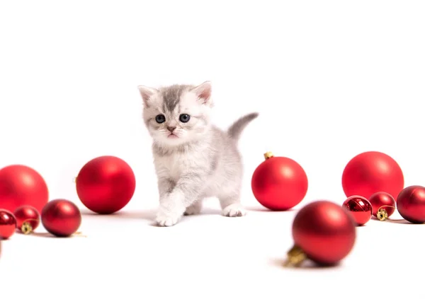 Μικρό γατάκι γούνινο με κόκκινες μπάλες — Φωτογραφία Αρχείου