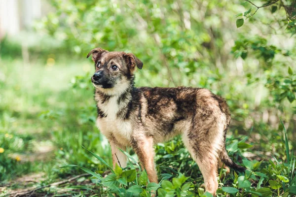 Hond zittend in het gras — Stockfoto