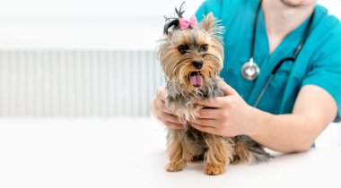 Yorkshire Terrier köpek muayene masaya holding veteriner eller