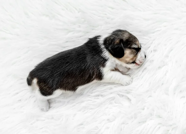 Neugeborene Beagle-Welpen schlafen — Stockfoto