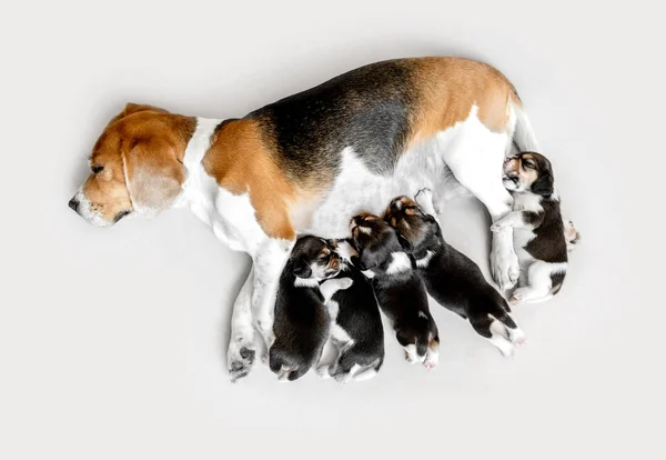 Mãe amamentando seus filhotes de beagle — Fotografia de Stock