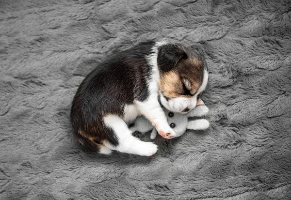 Beagle cachorro duerme con un juguete — Foto de Stock
