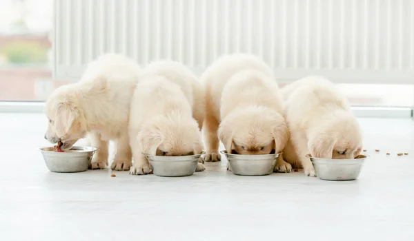 Retriever puppies eating from bowls