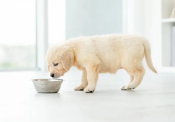 Retriever puppy eten uit Bowl — Stockfoto