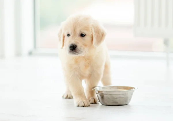 レトリバーの子犬はボウルの近くに座っています — ストック写真