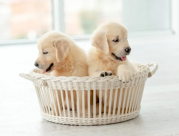 Retriever filhotes dentro da cesta — Fotografia de Stock