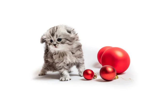 Маленький пушистый котёнок с красными шариками — стоковое фото