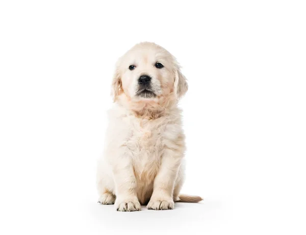 Golden retriever puppy sitting isolated — Stock Photo, Image