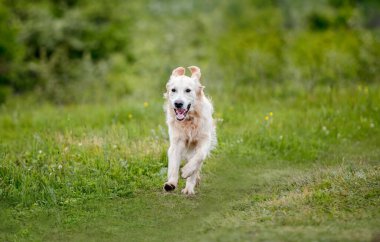 Bahar doğasında koşan güzel köpek.