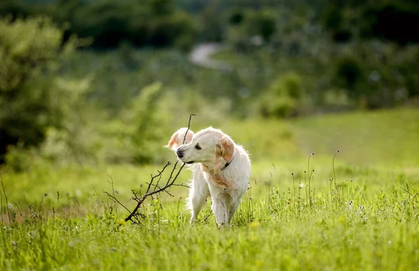 Çiçekli tarlada oturan sevimli köpek. — Stok fotoğraf