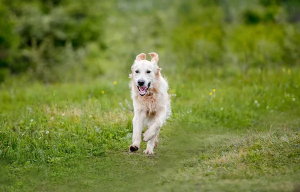Bahar doğasında koşan güzel köpek. — Stok fotoğraf