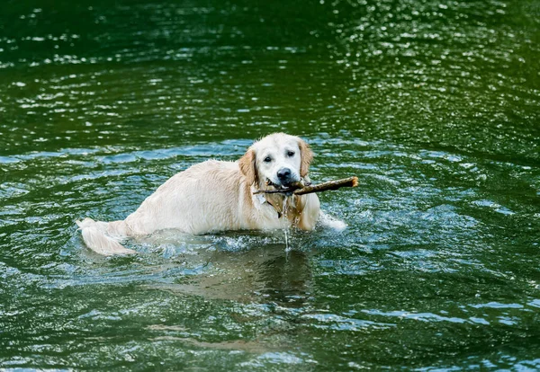 Charmant chien s'amusant dans la rivière — Photo