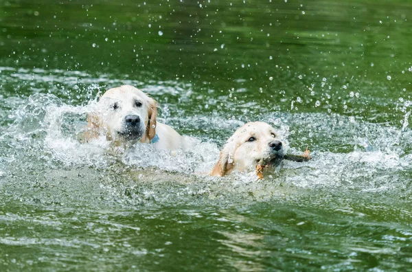 Couple de chiens mignons nageant dans l'eau — Photo