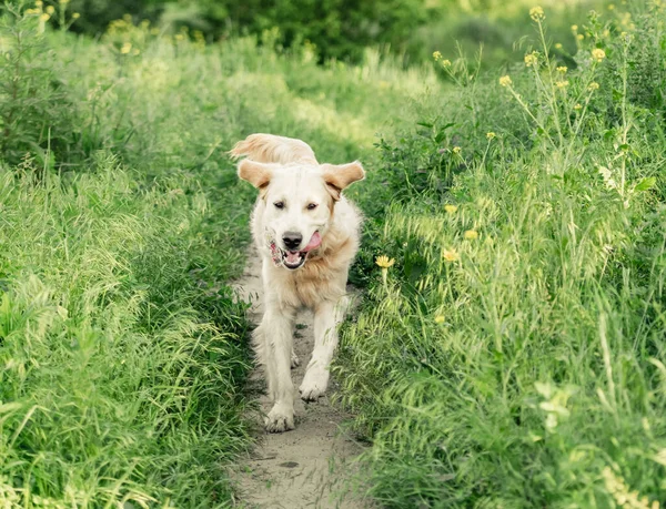 Śmieszny pies biegający po słonecznej łące. — Zdjęcie stockowe