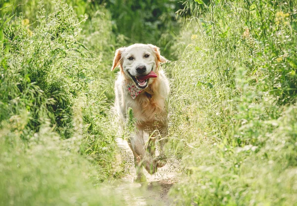 Rolig hund som springer på solig äng — Stockfoto