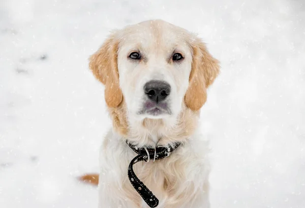 Cute dog muzzle in snowflakes