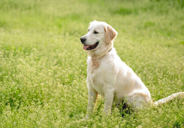 Šťastný zlatý retrívr na kvetoucím poli — Stock fotografie