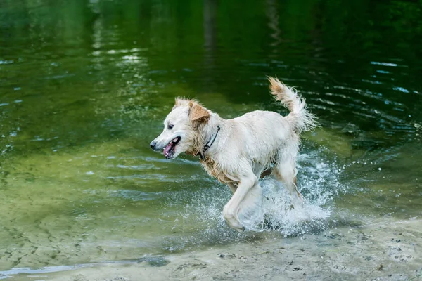 Feliz perro mojado corriendo en el agua — Foto de Stock